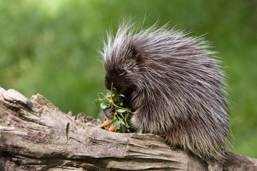 Porcupine quills inspire new medical innovations