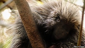 Porcupine Quills Inspire Next Generation Needles