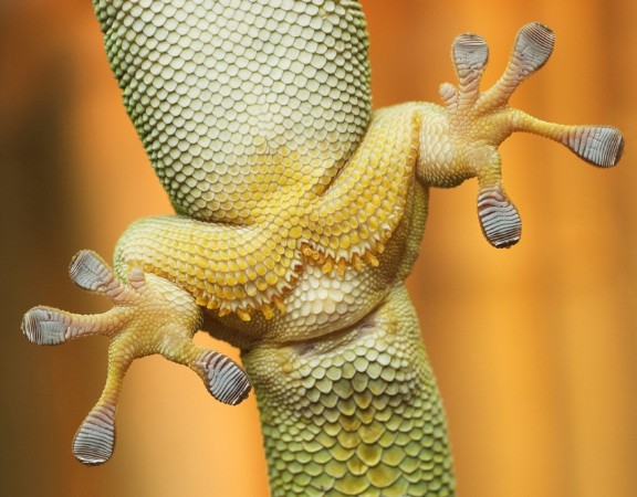 Gecko 3