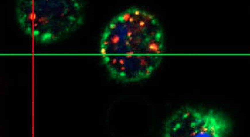 Intracellular Particles