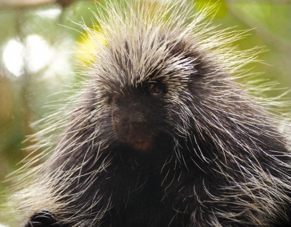 Porcupine 2