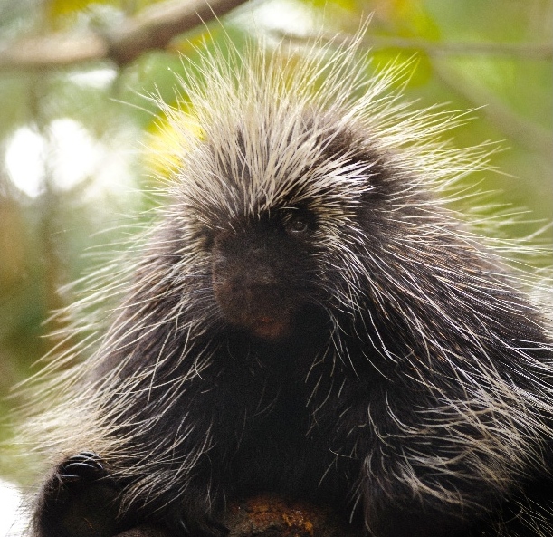Could Porcupine Quills Help Us Design the Next Hypodermic Needle